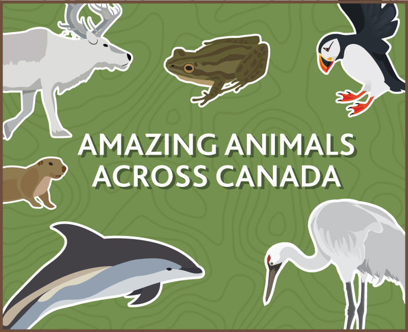  Amazing Animals Across Canada - Test Your Knowledge